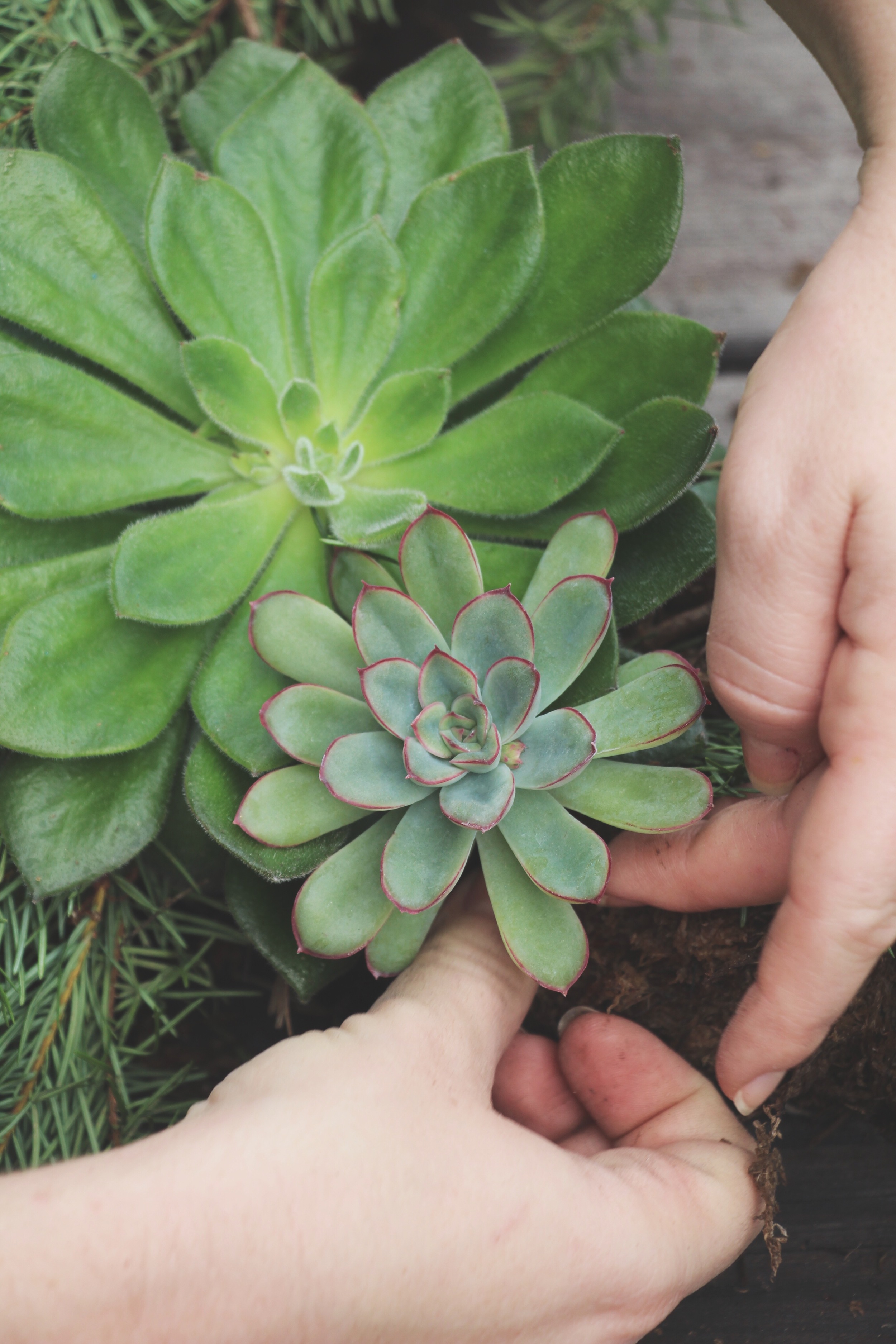 DIY Living Christmas Wreath with Succulents via Needles + Leaves